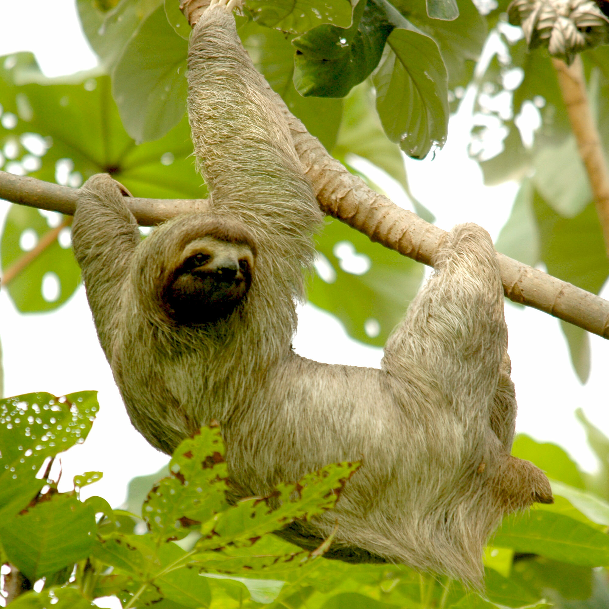 Sloth foto do next