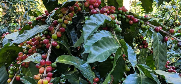 Coffee Beans Cherries
