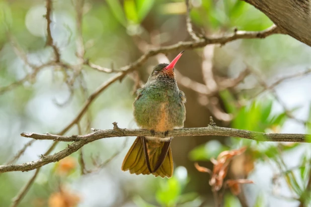 Birding in Costa Rica