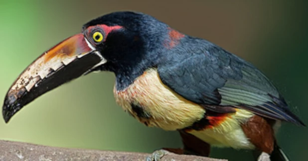 Birdwatching Tours