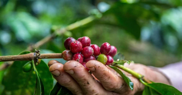 Coffee Farm Tours