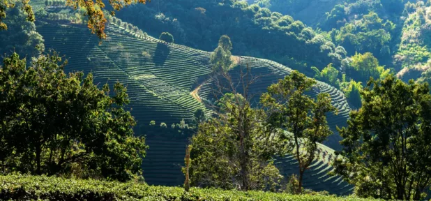 Finca Rosa Blanca Coffee Farm and Inn