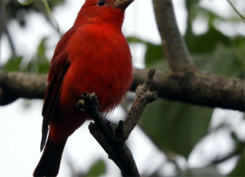 Summer tanager