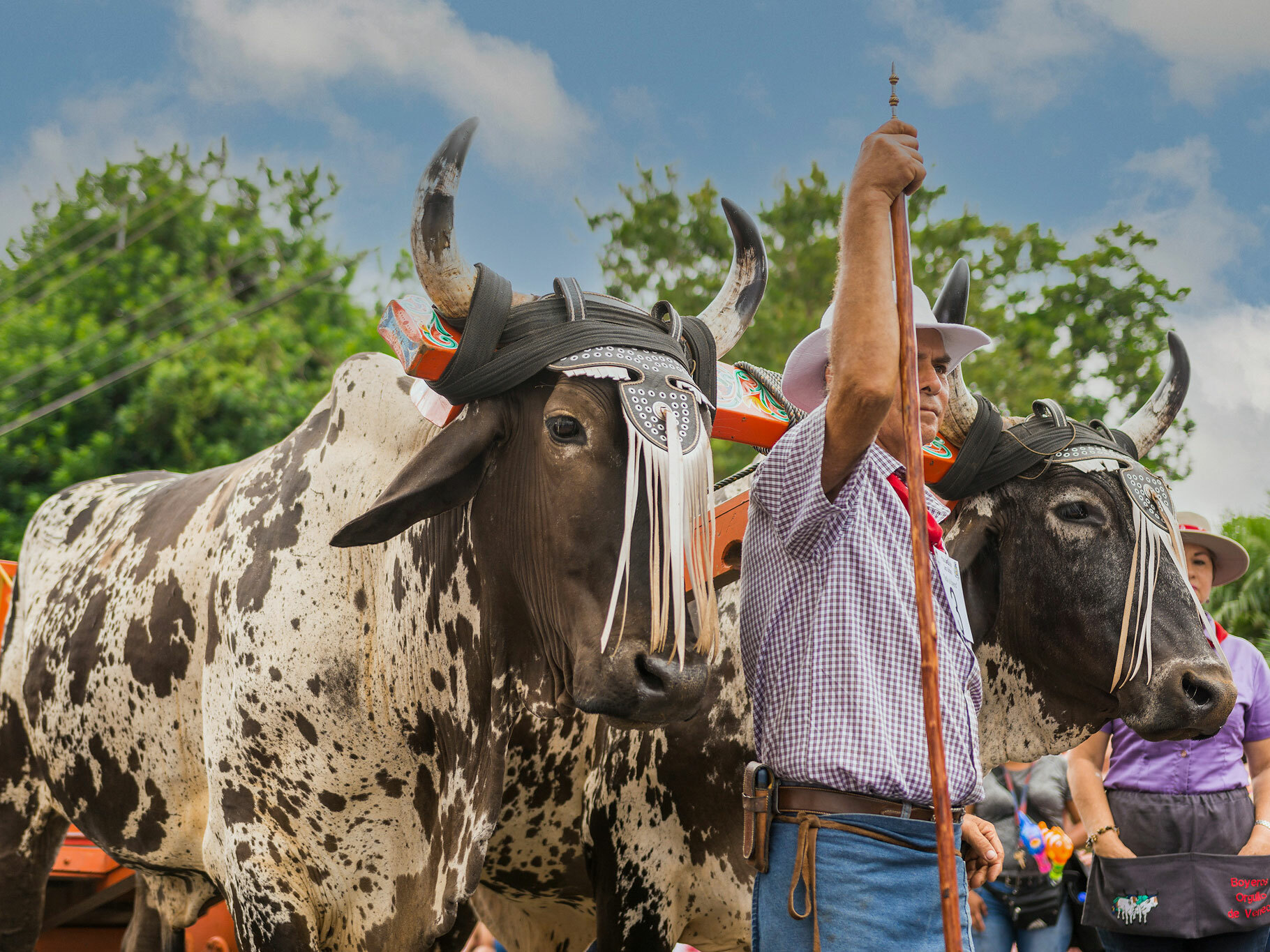 Ox man with oxen web